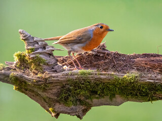 Robin  lands on a branch
