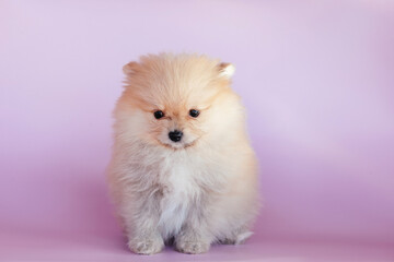 Fototapeta na wymiar Cute pomeranian puppy on a pink background.