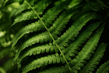 green fern leaves petals background. Vibrant green foliage. Tropical leaf. Exotic forest plant. Botany concept. Ferns jungles close up. jungle atmosphere and calm zen meditation
