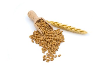 Wheat grain seeds spilling from wooden scoop