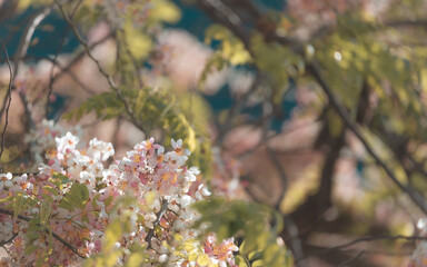 Pink Cassia blossom or Pink and white Shower. Nature Background
