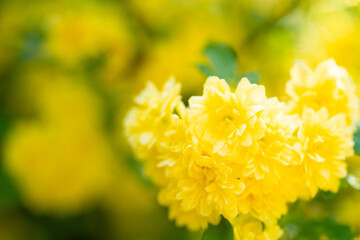 満開の黄モッコウバラ