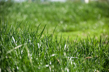 Fresh green grass meadow. Green grass. Photo of nature.