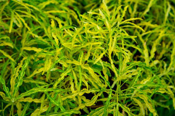 green grass background