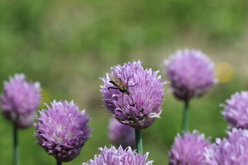 Fototapeta premium Purple Allium (monocotyledonous).