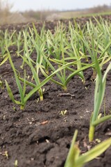 Garlic plantation