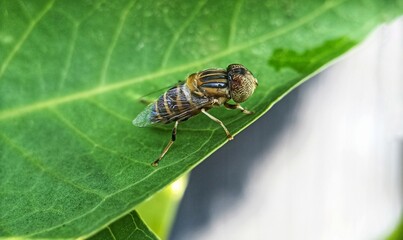 Close-up of a bee fly perched on a guava leaf
