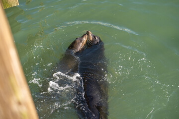 Pair of sea lions swim in the water and kiss.