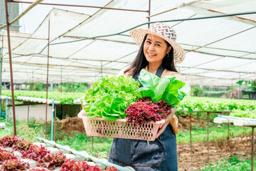 Asian woman hydroponic vegetable garden owner, walks to collect and inspect vegetables in her own vegetable garden, grown in water, free from contaminants and pesticides, clean and safe.