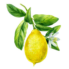Lemon branch watercolor hand drawn illustration.