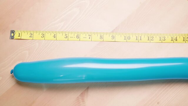 Person put his thick long 15 inch balloon beside the measuring tape 4K