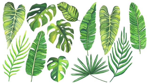 Tropical green leaves on white background. Set of hand drawn watercolor illustration. Exotic plants