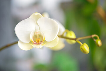 White flower of blooming phalaenopsis orchid - obrazy, fototapety, plakaty