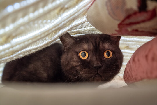 frightened cat hides under blanket