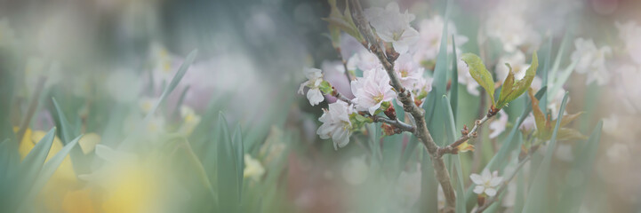Branch of cherry blossoms on a background of greenery