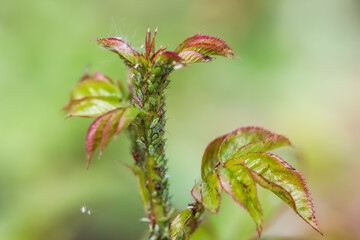 Green aphids on roses. Pests damage the plant and spread disease
