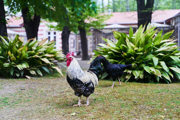Black and white rooster stands on the lawn close-up