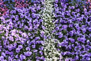 Garden. Spring flowers, purple pansies, colorful forget-me-nots.