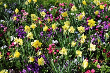 Obraz premium Garden. Spring flowers, tulips, hyacinths, daffodils, daisies, forget me not. 