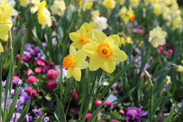 Garden. Spring flowers, tulips, hyacinths, daffodils, daisies, forget me not. 