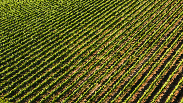 Aerial top view of vineyard in Italy