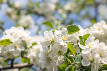 Obraz premium Spring background art with white apple blossom on blue sky background. Beautiful nature scene with blooming tree and sun flare