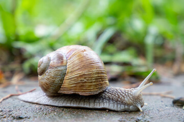 Snail with a shell close-up , selective focus.