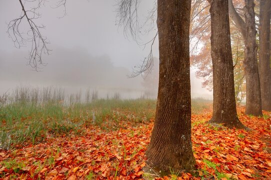 AUTUMN LEAVES AND COLOURS.  Kenmo Lake, Hazeldene, Himeville, South Africa