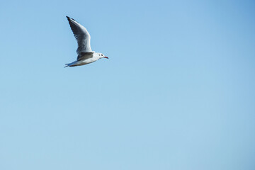 Obraz premium Seagull flies in the sky. Bird in the sky