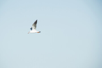 Fototapeta premium Seagull flies in the sky. Bird in the sky