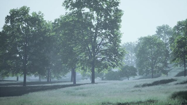 The green mapple leaves in the summer