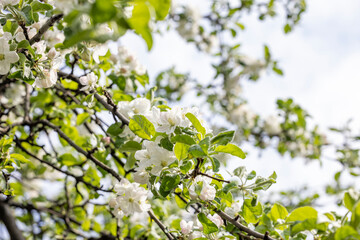 Naklejka premium Spring background art with white apple blossom on blue sky background. Beautiful nature scene with blooming tree and sun flare