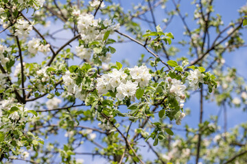 Spring background art with white apple blossom on blue sky background. Beautiful nature scene with blooming tree and sun flare