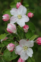 Naklejka na ściany i meble Apple tree in bloom under the rain. Pink and white Apple flower covered by raindrops. Malus domestica