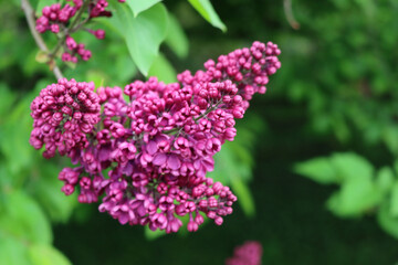 Close-up of Lilac blossoms and flowers on branch on springtime. Syringa vulgaris in bloom 