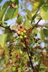 Close-up of green unripe cherries growing on branches with faded flowers  in the orchard. Prunus avium tree with green fruits on springtime 