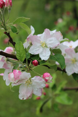 Apple tree in bloom under the rain. Pink and white Apple flower covered by raindrops. Malus domestica