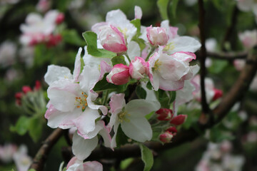 Apple tree in bloom under the rain. Pink and white Apple flower covered by raindrops. Malus domestica