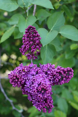 Close-up of Lilac blossoms and flowers on branch on springtime. Syringa vulgaris in bloom 
