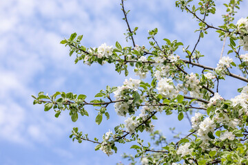 Spring background art with white apple blossom on blue sky background. Beautiful nature scene with blooming tree and sun flare