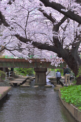 river cherry blossom bridge