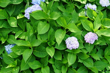 Beautiful hydrangeas in the garden.
