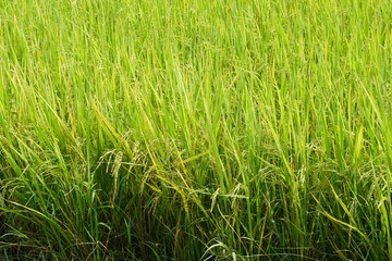 Obraz premium yellow rice plant in the field