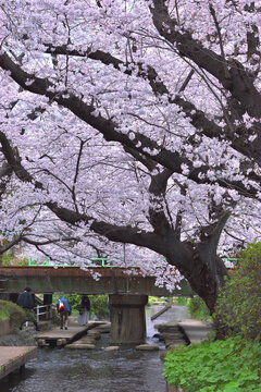 cherry blossom bridge