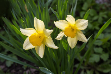 Yellow narcissus flowers on blurred background of leaves, close-up