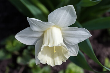 White flower of narcissus with trumpet-shaped corona, close-up