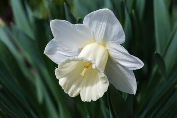 White narcissus flower on blurred background of leaves, close-up