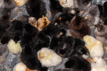 Top view little young multicolored chicks in the box