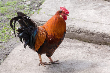 Red rooster walking on the farm yard