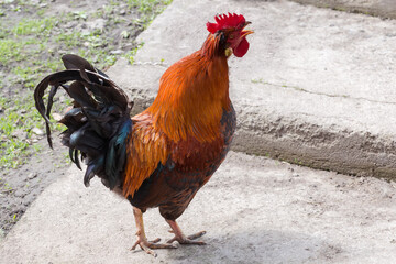 Crowing red rooster during walk on the farm yard